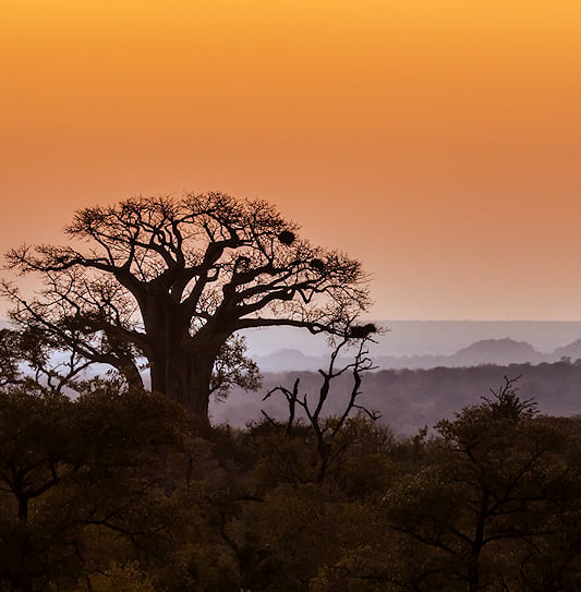 A large baobab tree and hills silhouetted against an orange sunset sky in Kruger National Park.
