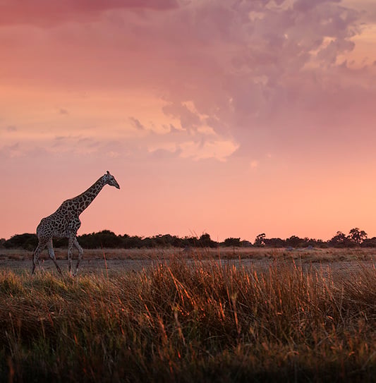 A giraffe walking across an open grassy plain under a pink and purple sunset sky in Kruger National Park.