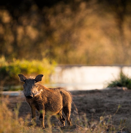 A warthog standing in dry grass near a sunlit waterhole in Kruger National Park.