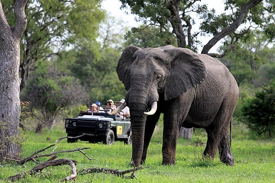 An elephant encountered on safari at Mala Mala.