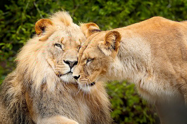 Lion