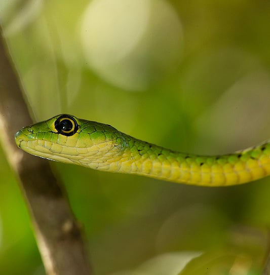 A close-up profile of a green boomslang snake with large dark eyes resting on a branch in Kruger National Park.