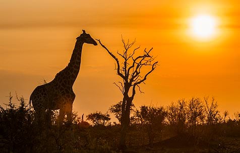 safari trips in south africa