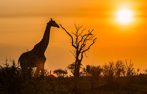 5 star safari africa