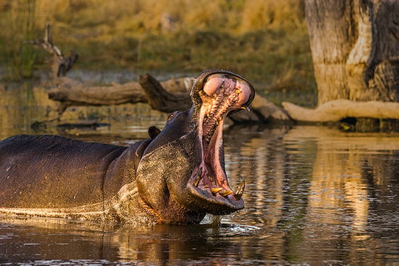 A hippopotamus in a waterhole with its mouth open wide.