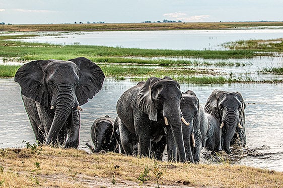 A herd of elephants wading out of a river channel onto the bank.
