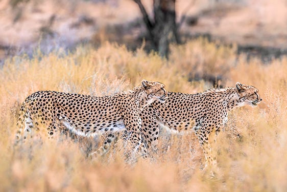 Two cheetahs walking side by side through dry tall grass.