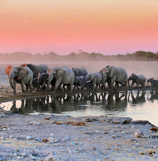A herd of elephants visits a waterhole at sundown in Etosha National Park, Namibia.