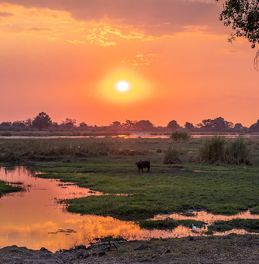 A solitary buffalo standing in the marshy wetlands of Namibia's Zambezi Region during a vibrant orange sunset.