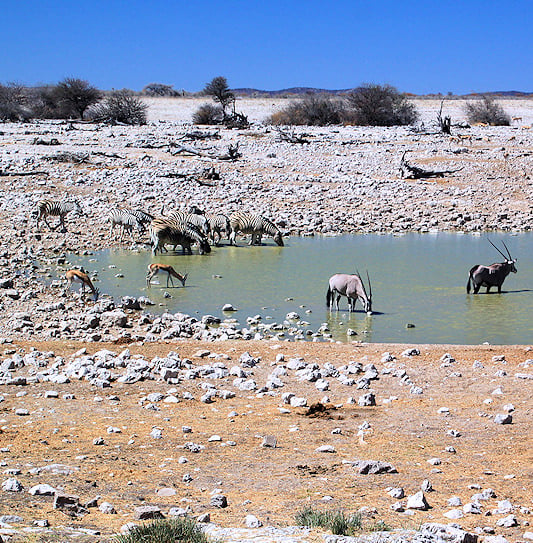 Zebras, oryx and springbok drinking at a waterhole in Etosha National Park.