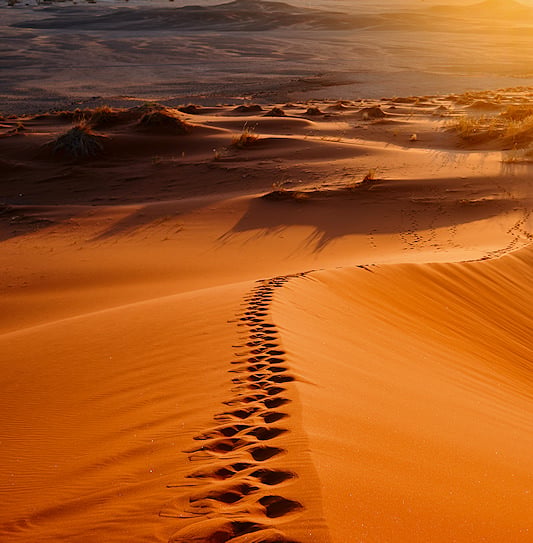 A line of footprints winding along the crest of a sharp orange sand dune in the Namib Desert at sunrise.