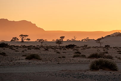 Acacia trees across dry desert plains in front of distant mountains at sunset.