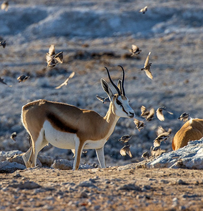 Springbok standing on dry ground surrounded by a flock of small birds in flight in Etosha National Park.