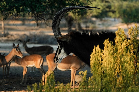 Male sable antelope with large curved horns standing near bushes with impalas in the background.