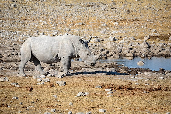 White rhinoceros walking across dry, rocky ground near a waterhole in Etosha National Park.