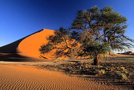 Camelthorn tree standing beside a high red sand dune in Sossusvlei.