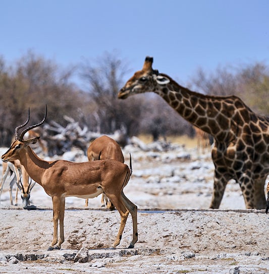 Springboks and a giraffe on the salt pan in Etosha National Park, Namibia.