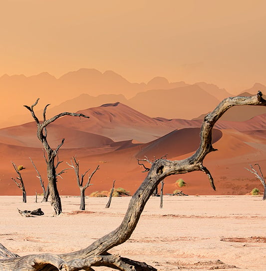 Dead trees on a clay pan against a backdrop of giant sand dunes at Deadvlei, Namibia.