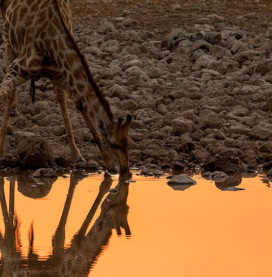 A giraffe drinking from a waterhole in Etosha National Park, Namibia.