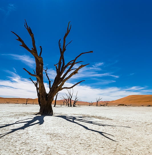 Dead trees on the white clay pan at Deadvlei in Sossusvlei under a clear blue sky.