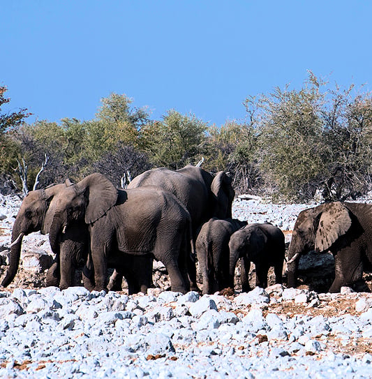 A herd of elephants standing on white rocks in Etosha National Park, Namibia.