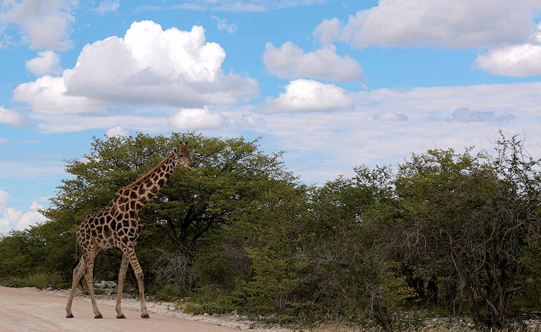 Giraffe crossing a dirt road past green bushes under a cloudy sky, Etosha National Park, Namibia.