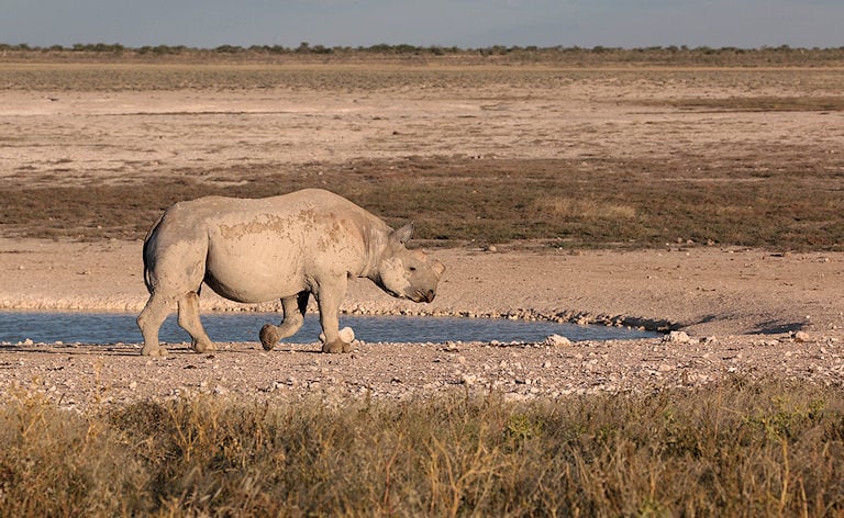 Black rhino walking along the edge of a waterhole on dry open plains, Etosha National Park, Namibia.