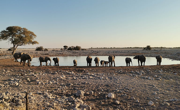Herd of elephants drinking in Etosha National Park, Namibia.