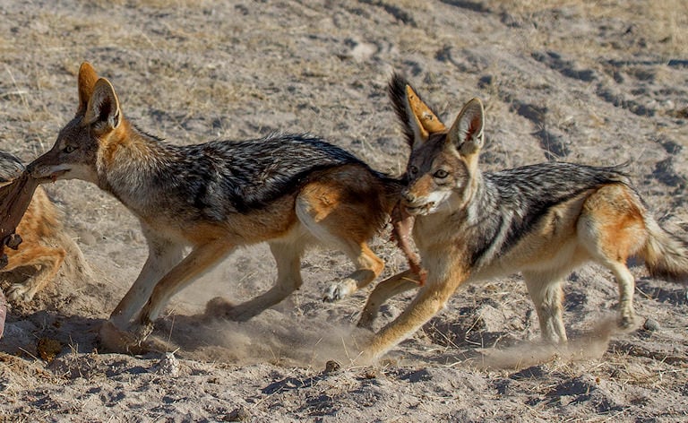 Three black-backed jackals running with a carcass piece, Etosha National Park, Namibia.
