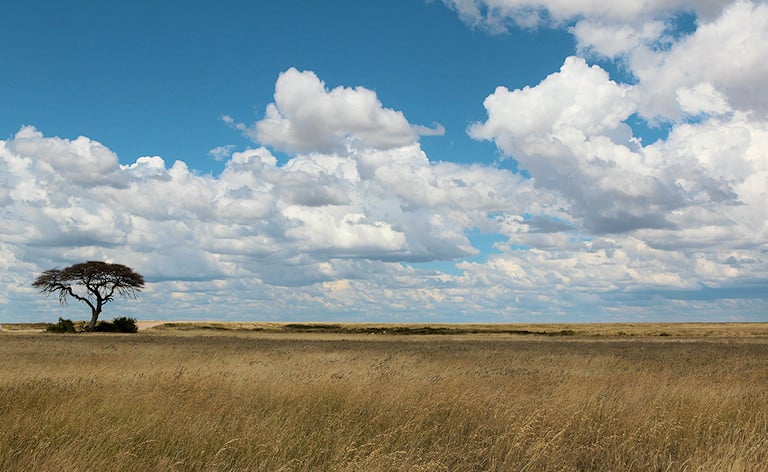 Lone acacia tree on open grassy plains under a cloudy sky, Etosha National Park, Namibia.