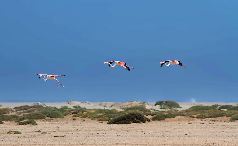 Three flamingos flying in formation over flat coastal landscape, Skeleton Coast, Namibia.