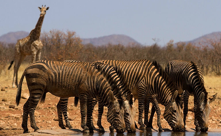 Four zebras drinking at a waterhole with a giraffe standing in the background, Etosha National Park, Namibia.