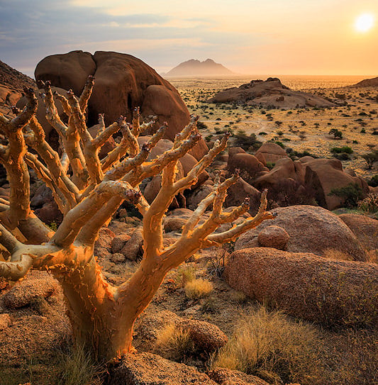 An aloe tree in the foreground of a warm sunset over the arid terrain of Damaraland and Spitzkoppe, Namibia.