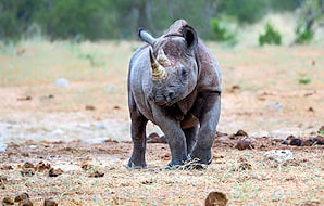 Black rhinoceros walking toward the camera across dusty ground in Etosha National Park.