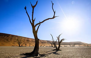 Dead camelthorn tree standing on the dry clay pan at Deadvlei under bright sunlight.