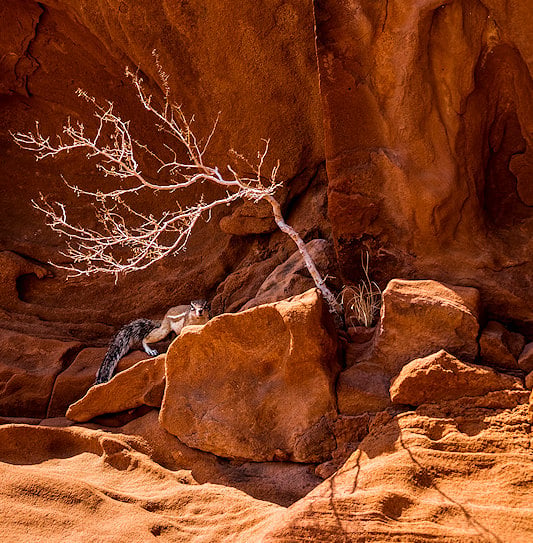 A small ground squirrel peeking out from behind the red sandstone rock formations at Twyfelfontein.