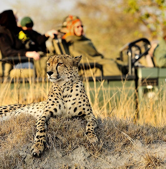 Guests at Sabi Sand Private Game Reserve in South Africa enjoy a leopard sighting from an open safari vehicle.