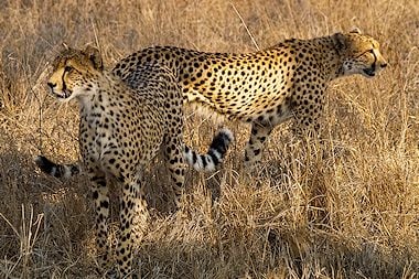 safari packages in africa