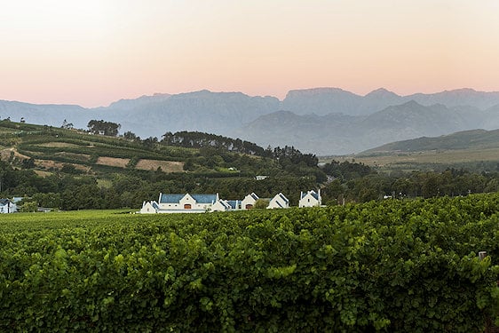 Vineyard rows in front of historic Cape Dutch estate buildings backed by mountains.