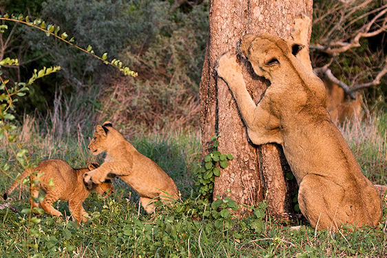A lioness scratching a tree trunk while two cubs wrestle in the grass.