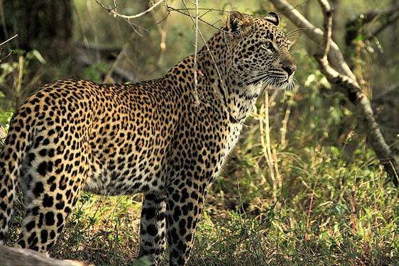 A leopard standing in thick bushveld vegetation.