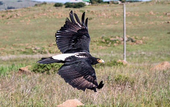 A Verreaux's eagle flying low over open grassland.
