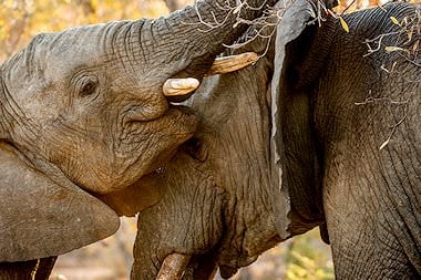 Elephant close-up.