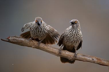 Birds on a branch.