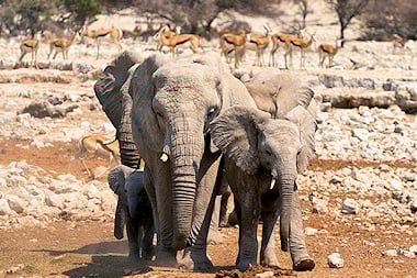 Elephant and springbok photographed in Etosha National Park