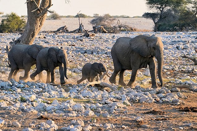 Elephant mother and youngster walking in Etosha National Park.