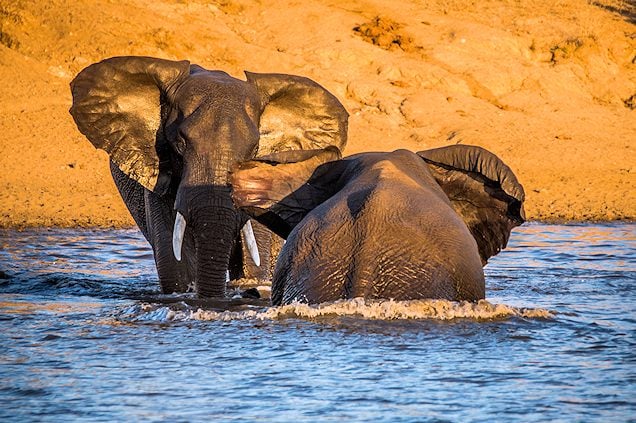 Elephants playing in water.