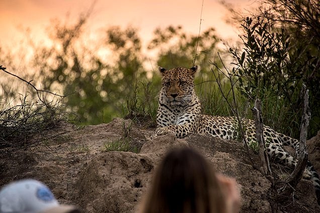 Leopard lying on a rocky outcrop in the Sabi Sand.