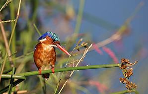 Kingfisher.