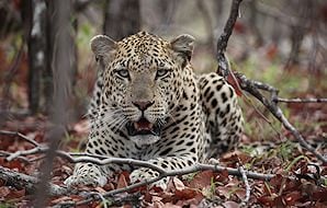 Male leopard.
